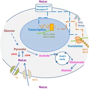 Monocarboxylate transporter 1