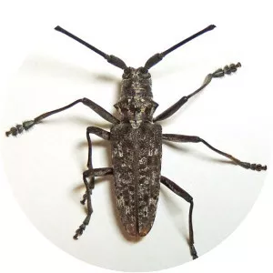 Monochamus