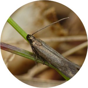 Monochroa tenebrella - 
