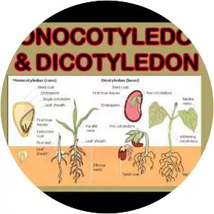 Monocotyledon