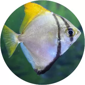 Monodactylus argenteus