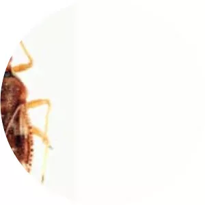 Monosteira unicostata - 