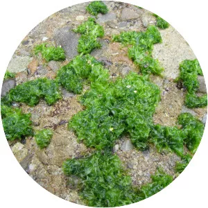 Monostroma nitidum - Seaweed