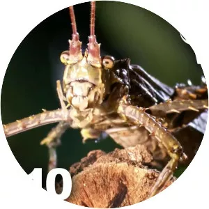 Monster Bug Wars - Television program