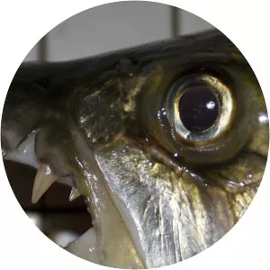 Monster Fish of the CongoSince 2010 - TV program