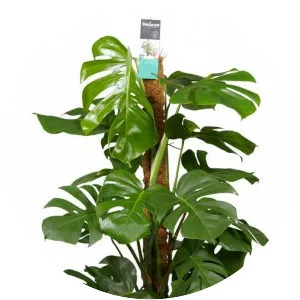 Monstera - Plants
