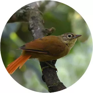 Montane foliage-gleaner - Bird