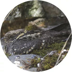 Montane nightjar