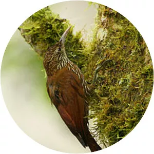 Montane woodcreeper - Bird