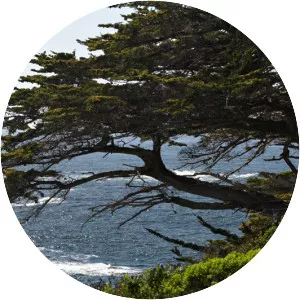 Monterey cypress