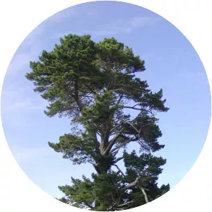 Monterey Pine - Plants