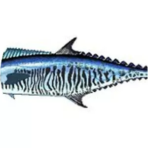 Monterrey Spanish mackerel
