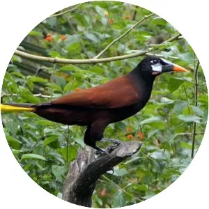 Montezuma oropendola