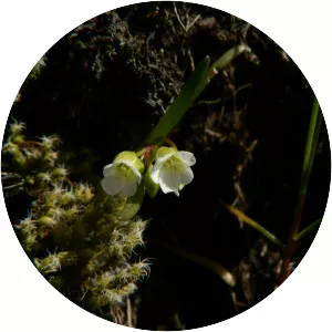 Montia linearis - Plants