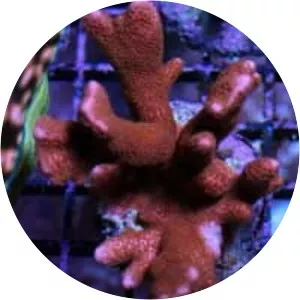 Montipora digitata - Animal