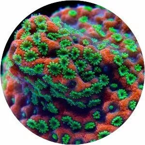 Montipora