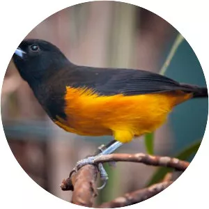 Montserrat oriole - Bird