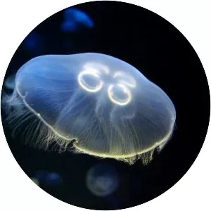 Moon jelly