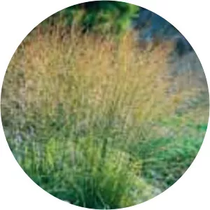 Moor grasses