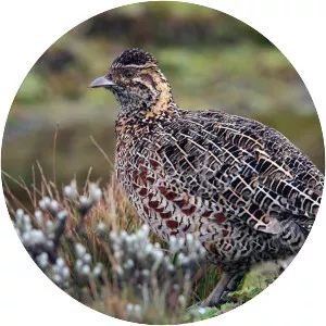Moorland francolin - Bird