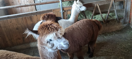 Moos Alpakas - Children's farm in Rottenbuch, Germany
