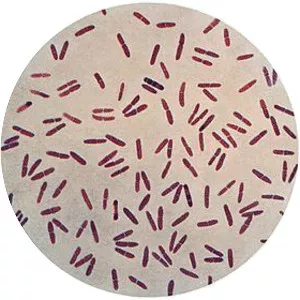 Moraxella