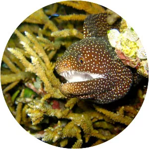 Moray eel