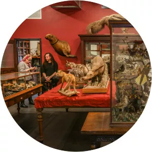 Morbid Anatomy Museum