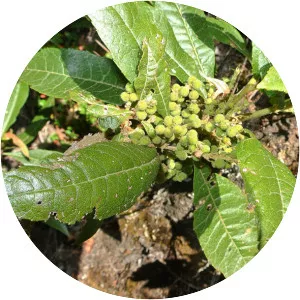 Morella pubescens - Plants