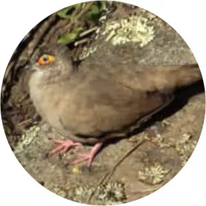 Moreno's ground dove
