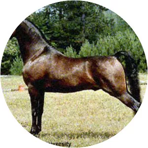 Morgan horse - Horse breed