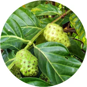 Morinda officinalis - Plants