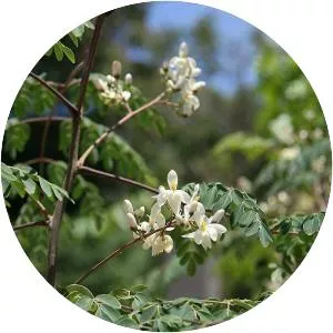 Moringa