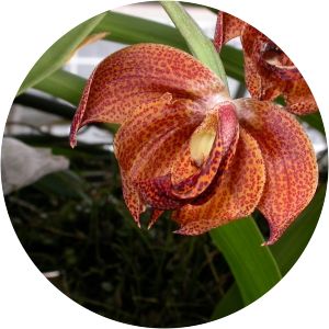 Mormodes aromatica - 