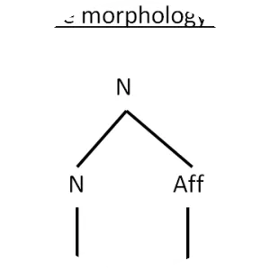 Morphology - Field of study