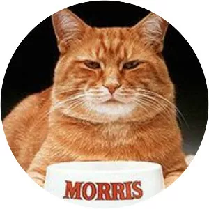 Morris the Cat - 