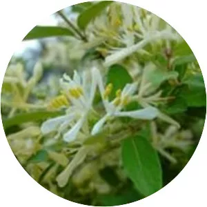 Morrow's honeysuckle