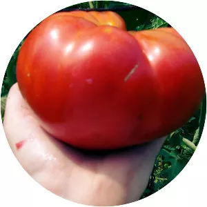 Mortgage Lifter - Plants