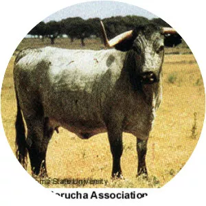 Morucha Cattle
