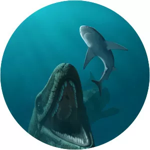 Mosasaurs