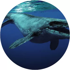 Mosasaurus