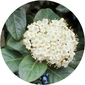 Moschatel family - Plants