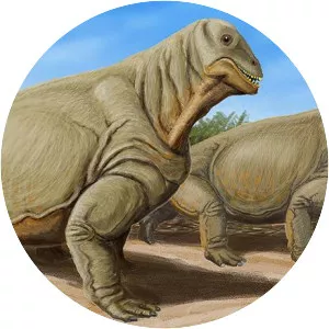 Moschops
