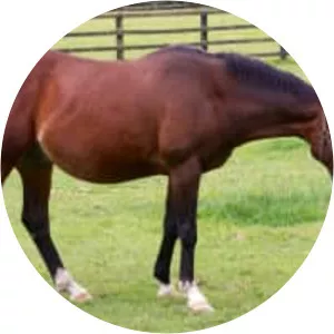 Moscow Flyer - Horse