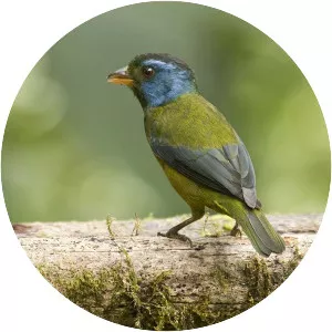 Moss-backed tanager - Bird