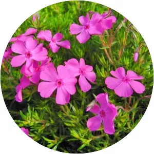 Moss phlox