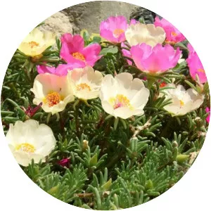 Mossrose purslane