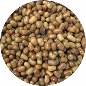 Moth bean - Legume