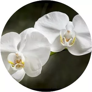 Moth orchids
