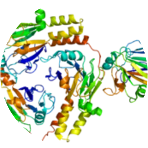 Mothers against decapentaplegic homolog 1